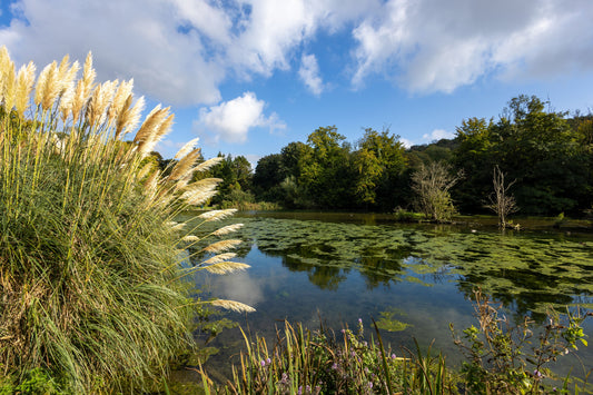 Le rôle des plantes aquatiques dans l’équilibre de votre étang