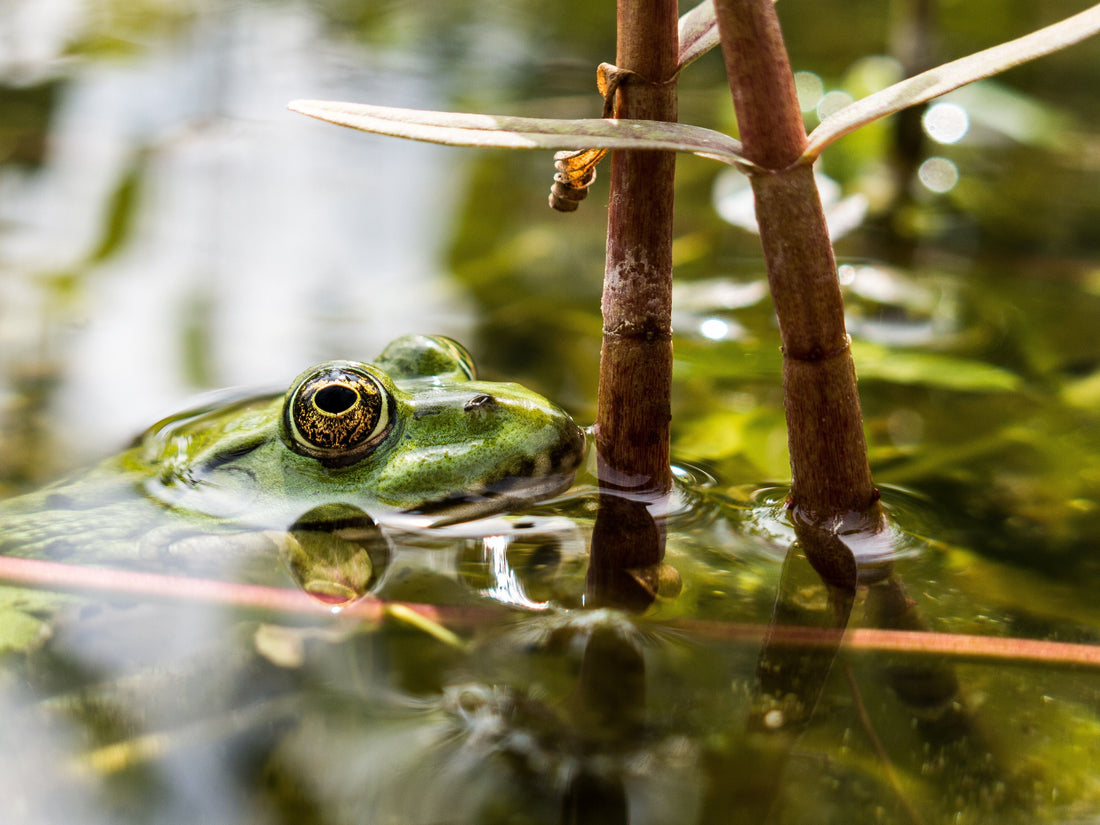 Les amphibiens bioindicateurs de la santé des étangs
