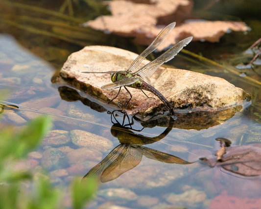 Le rôle des insectes aquatiques dans la lutte biologique des étangs