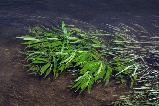 Les meilleurs types de plantes pour purifier naturellement l’eau de votre étang