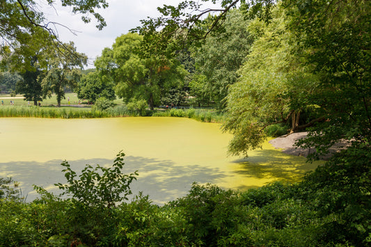 Comment prévenir et traiter l’eau verte dans un étang ?