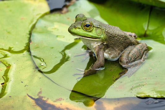 Les amphibiens dans un étang : alliés précieux ou source de déséquilibre ?