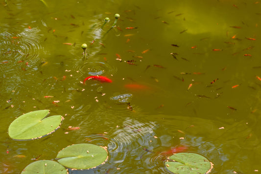 Quelle densité de poissons pour un étang équilibré ?