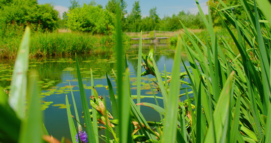 Les meilleures plantes pour filtrer naturellement l’eau d’un étang