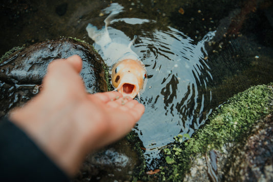 Faut-il nourrir les poissons d’un étang naturel ? Conseils et erreurs à éviter
