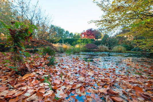 Bois mort, feuilles, brindilles : faut-il tout enlever de l’étang ?