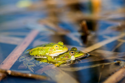 Les grenouilles dans un étang : alliées ou nuisibles ?