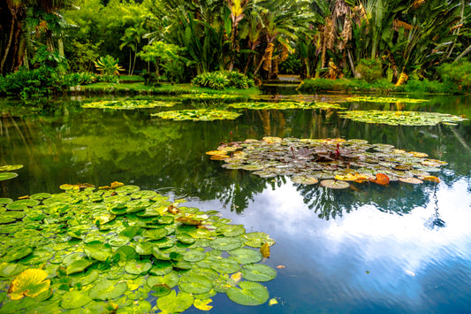 Pourquoi ajouter des plantes flottantes dans un étang ? Rôle, espèces et entretien