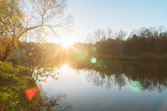 Étang et canicule : comment protéger l’eau et la faune pendant les fortes chaleurs ?
