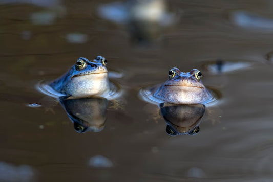 Accueillir les grenouilles dans un étang : pourquoi et comment favoriser leur présence ?