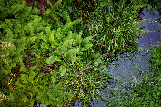 Plantes aquatiques invasives : comment les reconnaître et les contrôler naturellement ?