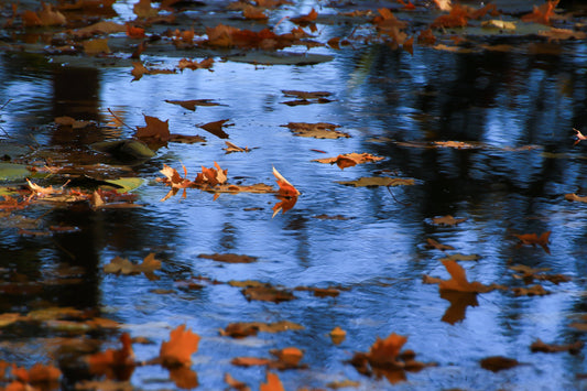 Pourquoi et comment retirer les feuilles mortes d’un étang ?