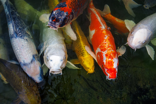 Ajouter des poissons dans un étang : espèces, équilibre et erreurs à éviter