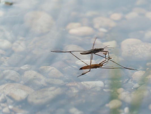 Étang et insectes : comment favoriser la biodiversité sans nuisances ?