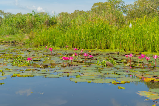 Quel rôle jouent les plantes flottantes dans un étang ? Avantages et précautions