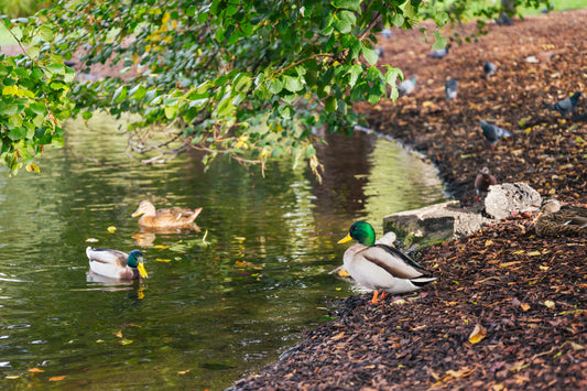 Comment gérer la présence des canards dans un étang ? Avantages et inconvénients