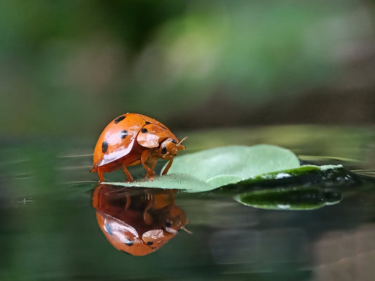 Comment favoriser la biodiversité autour de votre étang ?