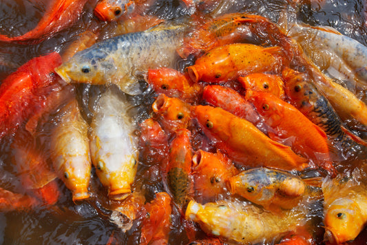 Comment gérer la surpopulation de poissons dans un étang ?
