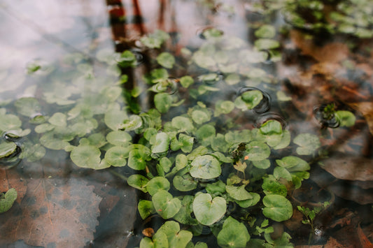 Le rôle des plantes émergentes dans l’équilibre d’un étang