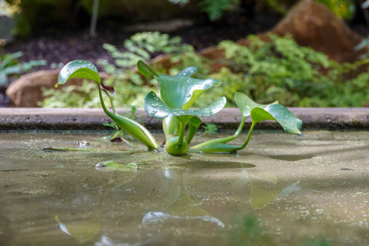 Comment choisir les plantes aquatiques pour un étang équilibré ?