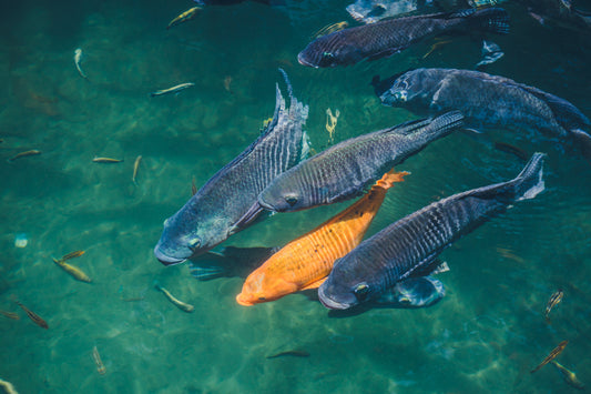 Comment favoriser la reproduction naturelle des poissons dans un étang ?