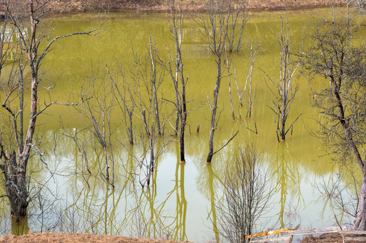 Pourquoi l’eau devient trouble dans un étang (et comment y remédier naturellement)