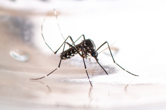 Étang et moustiques : comment éviter l’invasion naturellement ?
