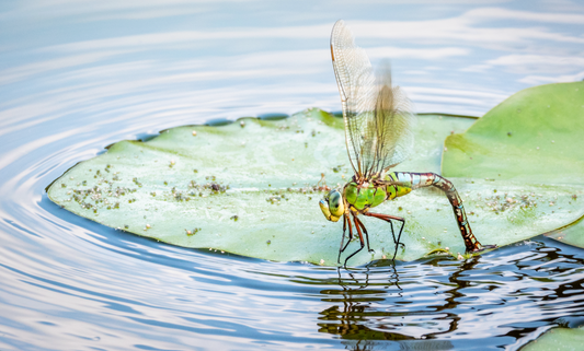 Les insectes aquatiques dans un étang : faut-il les favoriser ou les éliminer ?