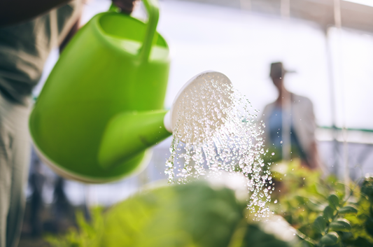 Peut-on utiliser l’eau de l’étang pour arroser son jardin ? Précautions et conseils