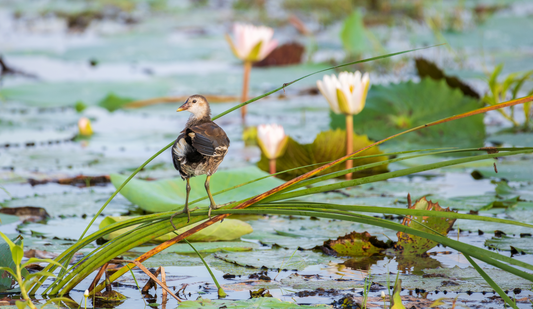 Comment attirer et protéger les oiseaux autour de son étang ?