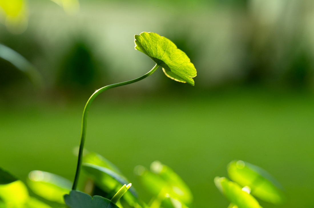 L’importance des plantes flottantes pour la filtration naturelle d’un étang