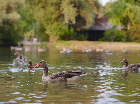 Comment protéger votre étang des canards sans les chasser ?
