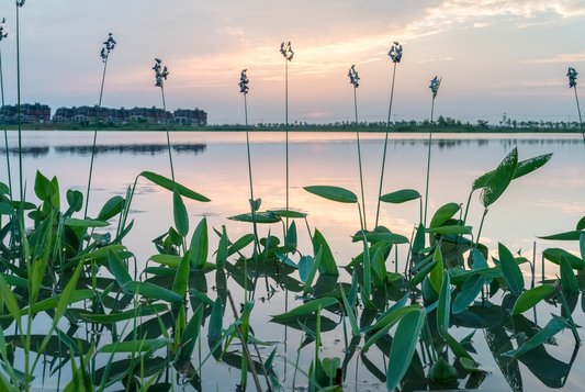 Utiliser les plantes aquatiques pour la phytoépuration des eaux d’étangs
