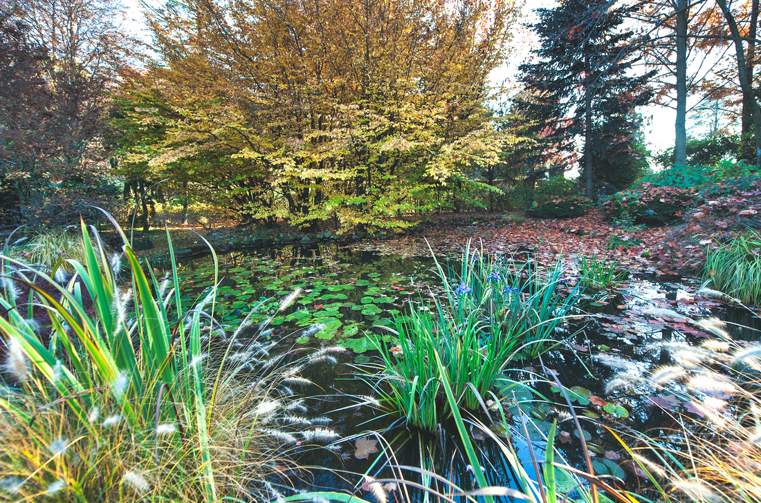 Myriophylle, élodée, jussie : maîtriser les plantes invasives