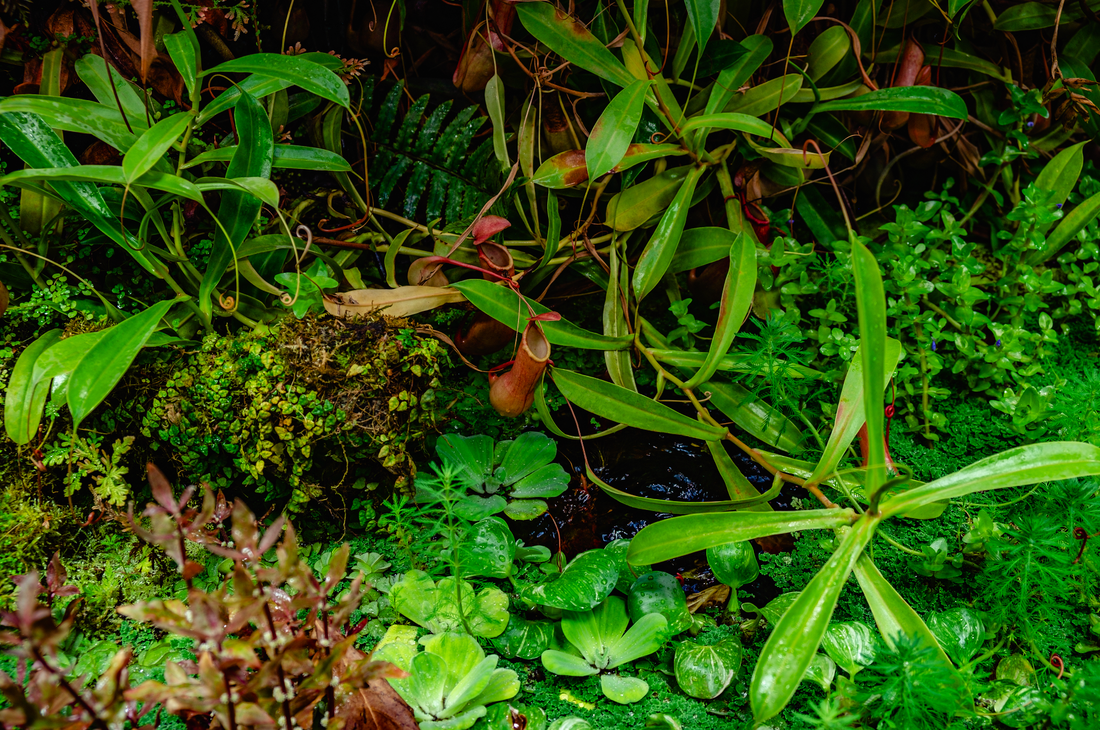 Lutter contre la jussie et les plantes invasives sans produits chimiques