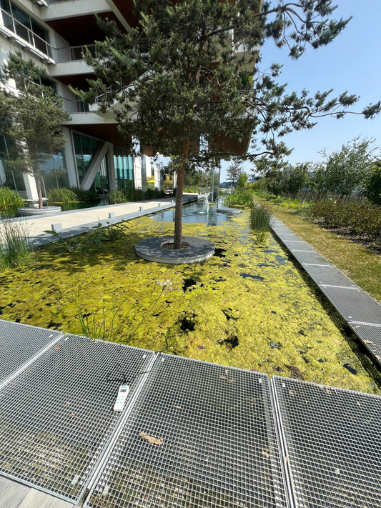 Pourquoi un étang est-il envahi par les algues ?