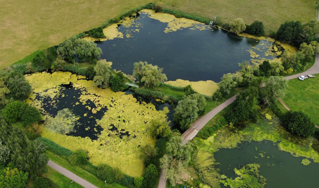 La dégradation des étangs en Moselle : enjeux et perspectives