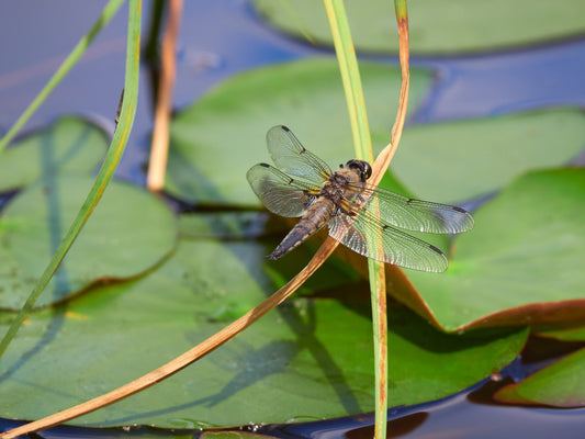 Comment favoriser les insectes auxiliaires autour de votre étang ?