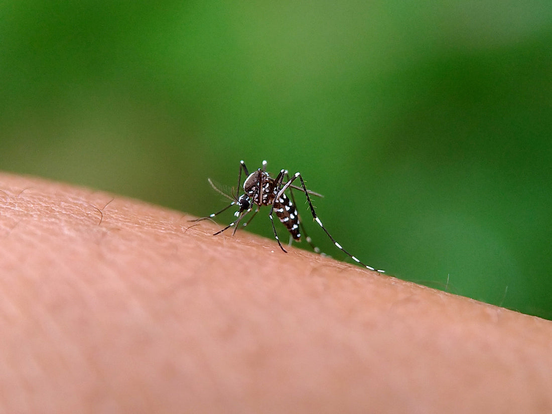Comment lutter naturellement contre les moustiques dans un étang ?