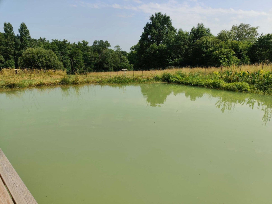 Cyanobactéries dans les étangs: comprendre les risques et agir durablement