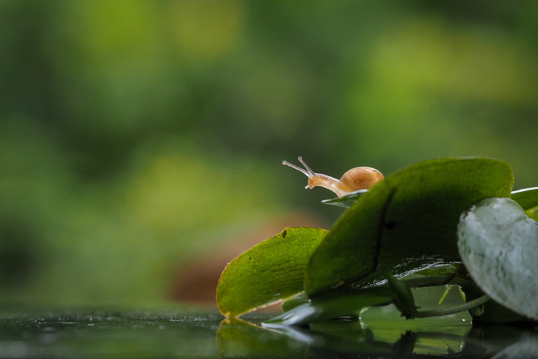 Les escargots d’eau douce sont-ils utiles ou nuisibles dans un étang ?