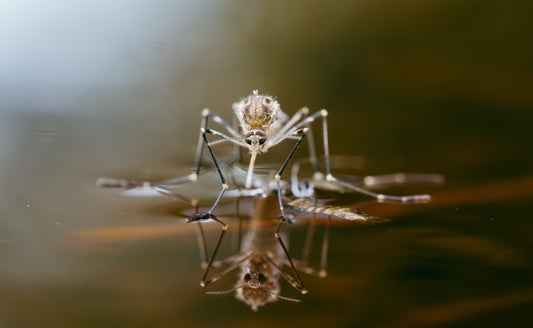 Moustiques et étang : comment éviter leur prolifération naturellement ?