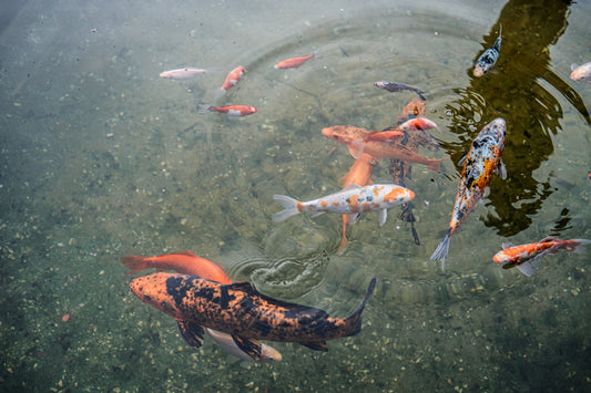 Bien choisir les poissons pour son étang naturel