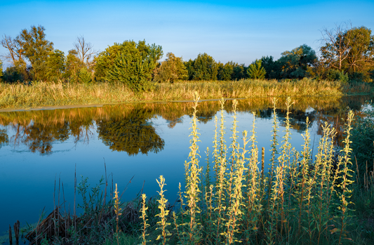 Maintenir l’équilibre écologique de votre étang
