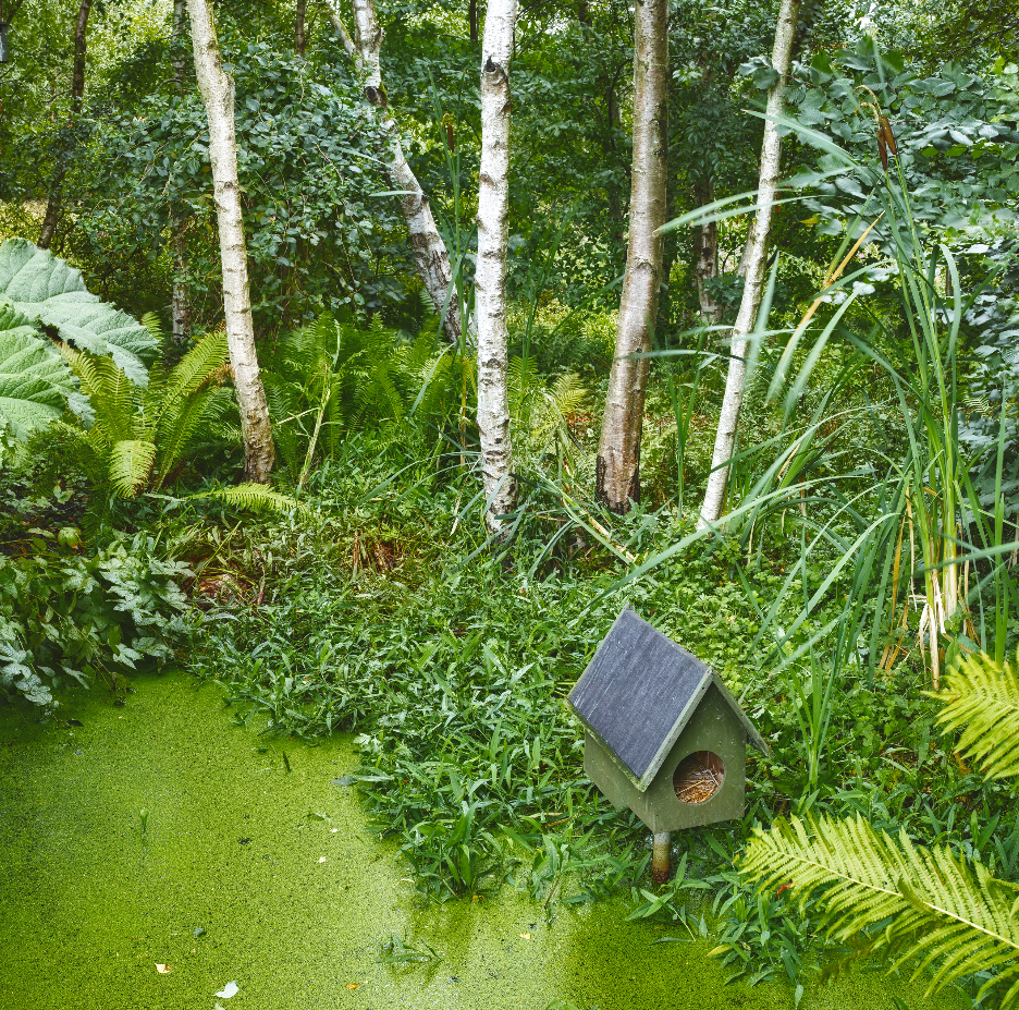 Pourquoi et comment installer des abris pour amphibiens autour de son étang ?