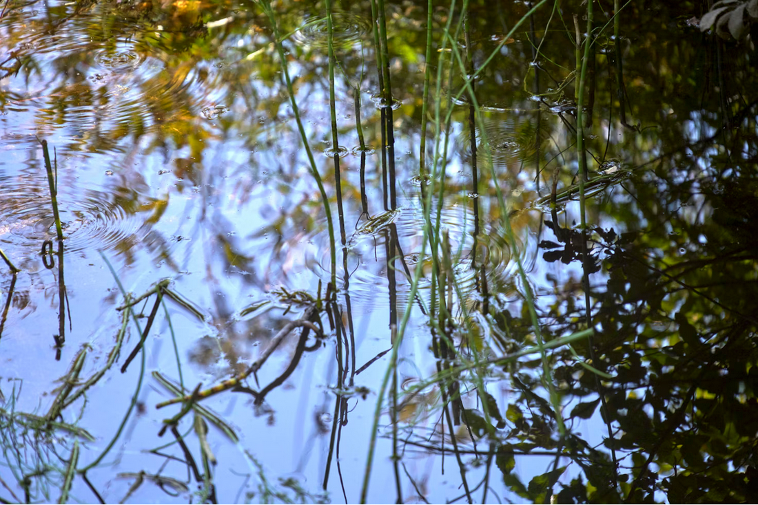 L’importance du pH dans la qualité d’un plan d’eau – comment le stabiliser naturellement ?