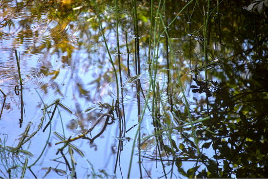 L’importance du pH dans la qualité d’un plan d’eau – comment le stabiliser naturellement ?