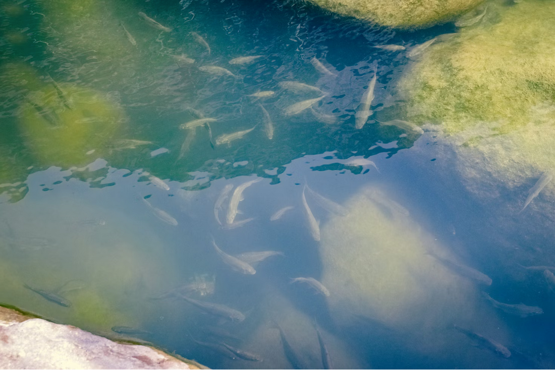 Comment préparer un étang avant un empoissonnement ? Étapes clés pour un milieu sain