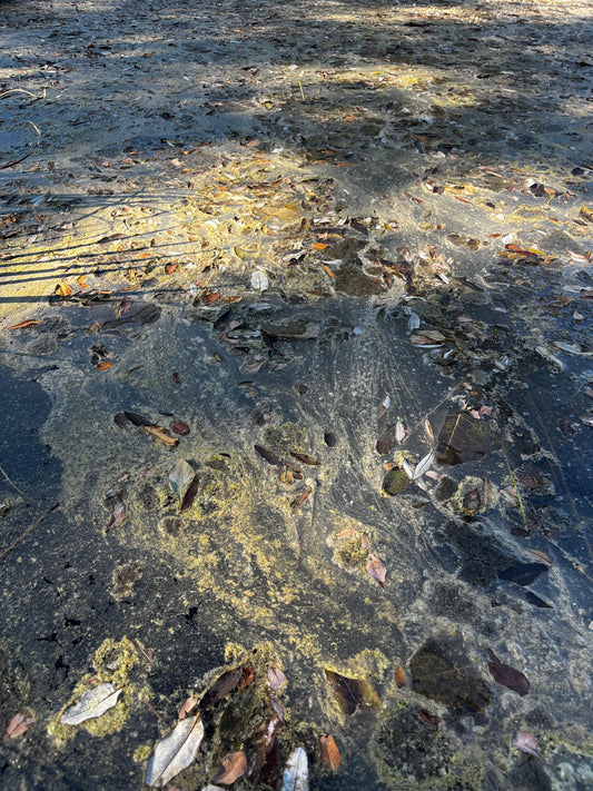 Vase dans un étang : comprendre le problème et agir durablement