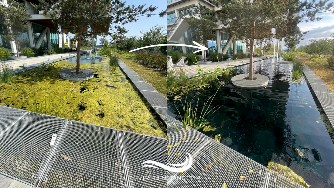 Algues dans les étangs : causes, déséquilibres biologiques et solutions durables